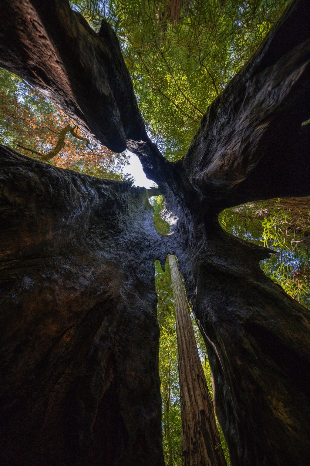 Light moving through a forest